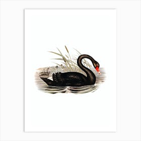 Vintage Black Swan Bird Illustration on Pure White n.0155 Art Print