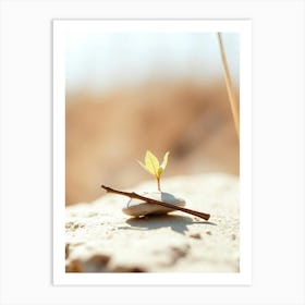 Small Plant Growing On A Rock Art Print