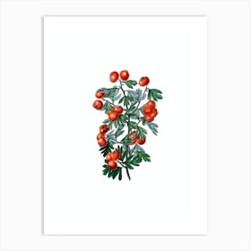 Vintage Sweet Scented Hawthorn Botanical Illustration on Pure White n.0190 Art Print