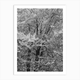 Black And White Trees Art Print