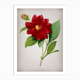 Vintage Double Dahlias Botanical on Parchment n.0519 Art Print