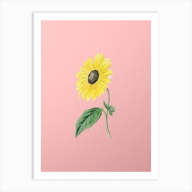 Vintage California Sunflower Botanical on Soft Pink n.0283 Art Print