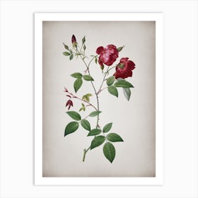 Vintage Velvet China Rose Botanical on Parchment n.0630 Art Print