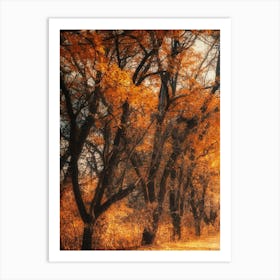 Autumn In The Forest Photo Art Print