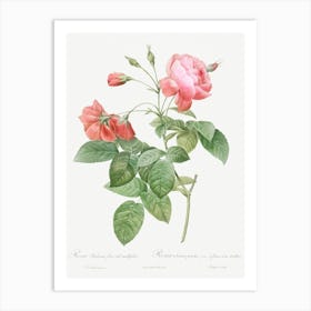 Boursault Rose, Pierre Joseph Redoute (2) Art Print
