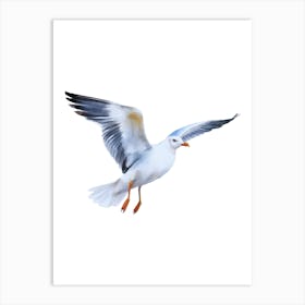 Seagull In Flight.1 Art Print