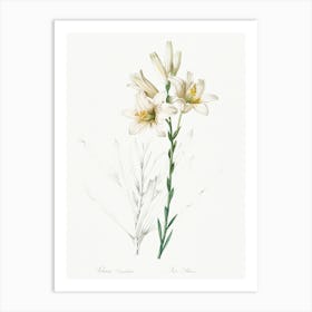 Madonna Lily, Pierre Joseph Redoute Art Print