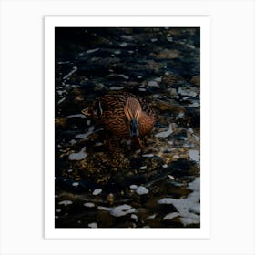 Brown Duck In The Water On The Rocks. Art Print