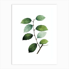 Vintage Eared Willow Botanical Illustration on Pure White n.0550 Art Print