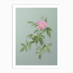 Vintage Pink Boursault Rose Botanical Art on Mint Green n.0895 Art Print