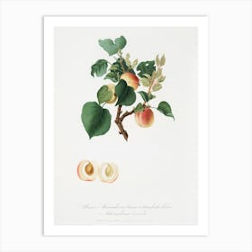 Apricot (Alessandrina Seconda) From Pomona Italiana (1817 - 1839), Giorgio Gallesio Art Print