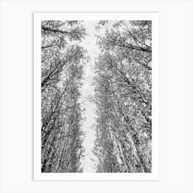 Trees In A Forest In Italy Art Print