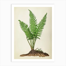 Vintage Illustration Asparagus Fern 3 Art Print