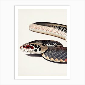 California Kingsnake Vintage Art Print