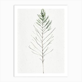 White Pine Leaf Minimalist Watercolour 2 Art Print