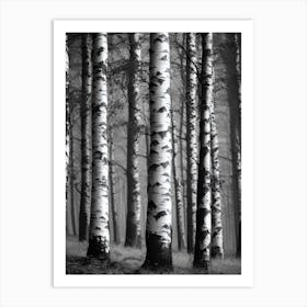 Birch Forest 66 Art Print