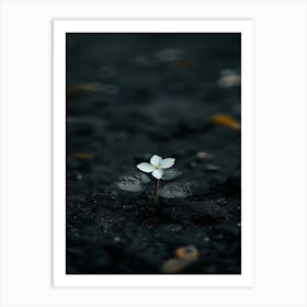 Single Flower In The Dark 21 Art Print