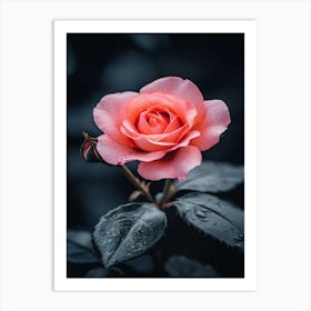 Pink Rose 22 Art Print