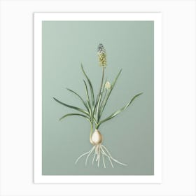 Vintage Muscari Ambrosiacum Botanical Art on Mint Green n.0744 Art Print