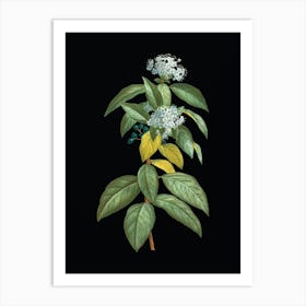 Vintage Laurustinus Botanical Illustration on Solid Black Art Print