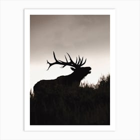 Elk Silhouette At Dusk Art Print