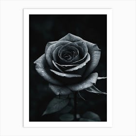 Black And White Rose On Dark Background Art Print