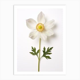 Pressed Wildflower Botanical Art Wood Anemone 2 Art Print