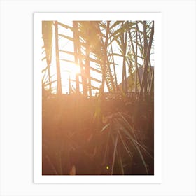 Sunset In The Palm Trees Art Print