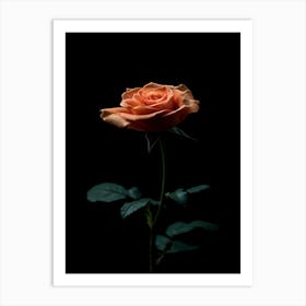 Single Rose On Black Background 49 Art Print