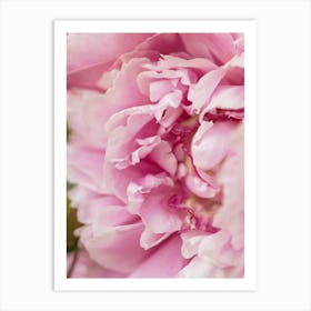 Pink Peony Art Print