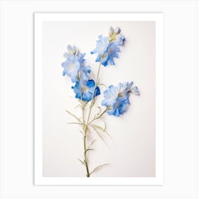 Pressed Flower Botanical Art Larkspur 2 Art Print