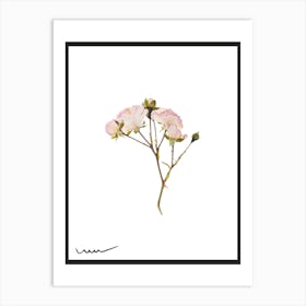 Pink Roses 1 Art Print