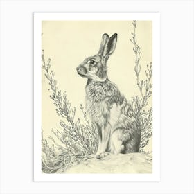 Silver Fox Rabbit Drawing 3 Art Print