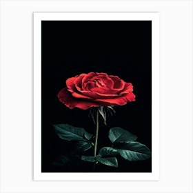 Red Rose On Black Background 76 Art Print