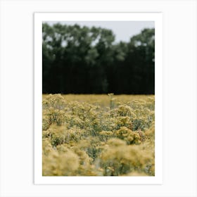A field of yellow flowers in the Netherlands Art Print