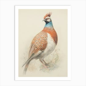 Vintage Bird Drawing Pheasant 1 Art Print