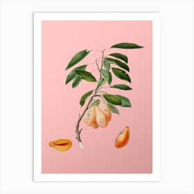 Vintage Plum Botanical on Soft Pink n.0564 Art Print