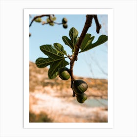 Greek Fig Tree Botanical Art Print