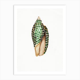Green Shell Art Print
