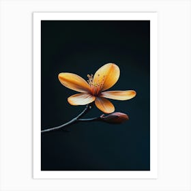 Apricot Flower Art Print