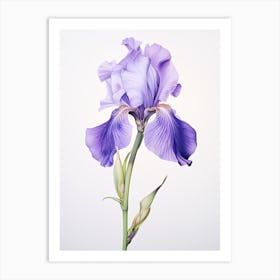 Irises Flower Vintage Botanical 0 Art Print