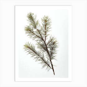 Pine Branch With Snow Art Print