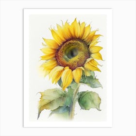 Sunflower Wildflower Watercolour 1 Art Print