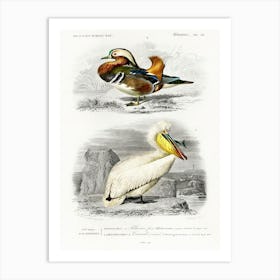 Different Types Of Birds, Charles Dessalines D'Orbigny 25 Art Print