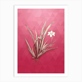 Vintage Fortnight Lily Botanical in Gold on Viva Magenta n.0326 Art Print