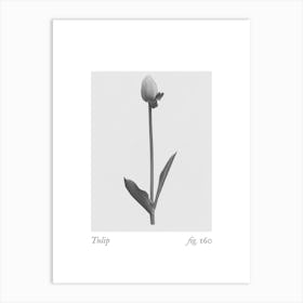 Tulip Botanical Collage 3 Art Print