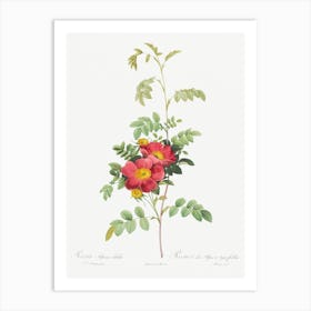 Alpine Rose, Pierre Joseph Redoute Art Print