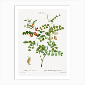 Blood Spotted Bladder Senna, Pierre Joseph Redoute Art Print