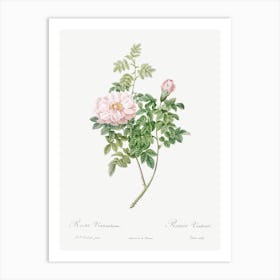 Ventenat S Rose, Pierre Joseph Redoute Art Print