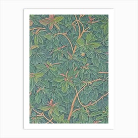 Chinkapin Oak 2 tree Vintage Botanical Art Print